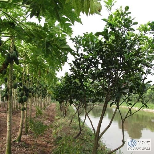 Phát Triển Nông Nghiệp Bền Vững Từ Mô Hình Vườn – Ao – Chuồng (VAC) Đem Đến Hiệu Quả Kinh Tế Cao