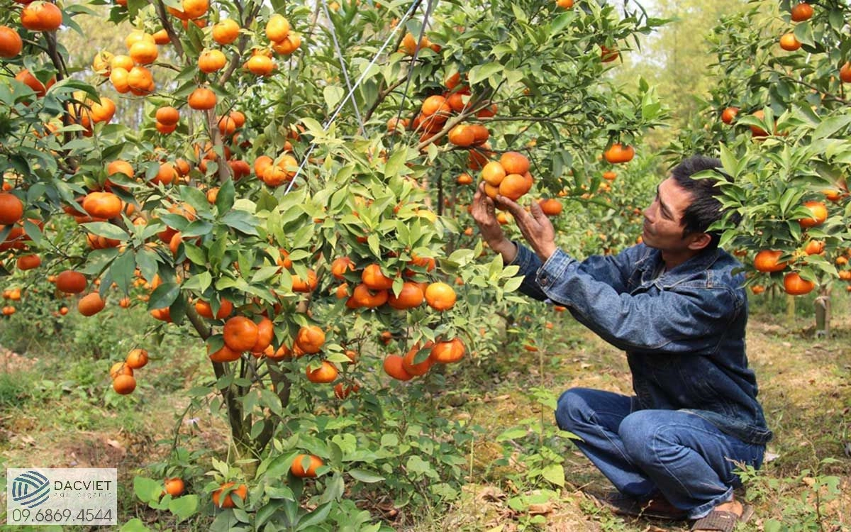 Chăm Sóc Vườn Cam Giai Đoạn Ra Hoa Và Cách Bón Phân Đúng Thời Điểm Giúp Tăng Khả Năng Đậu Trái Cho Cây Cam