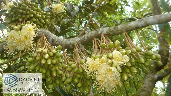 Kinh Nghiệm Xử Lý Ra Hoa Và Đậu Quả Cho Cây Sầu Riêng