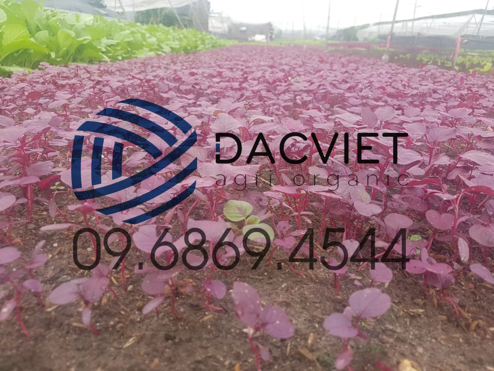 Sử Dụng Phân Hữu Cơ Gà Nhật Bản