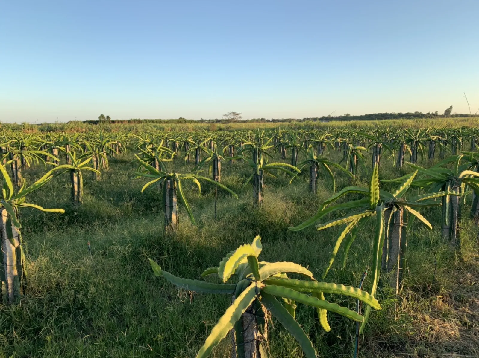 #2 [Thanh Long] Phân Bón Hữu Cơ Nhật Bản Cho Cây Thanh Long | phanhuuconhat.com