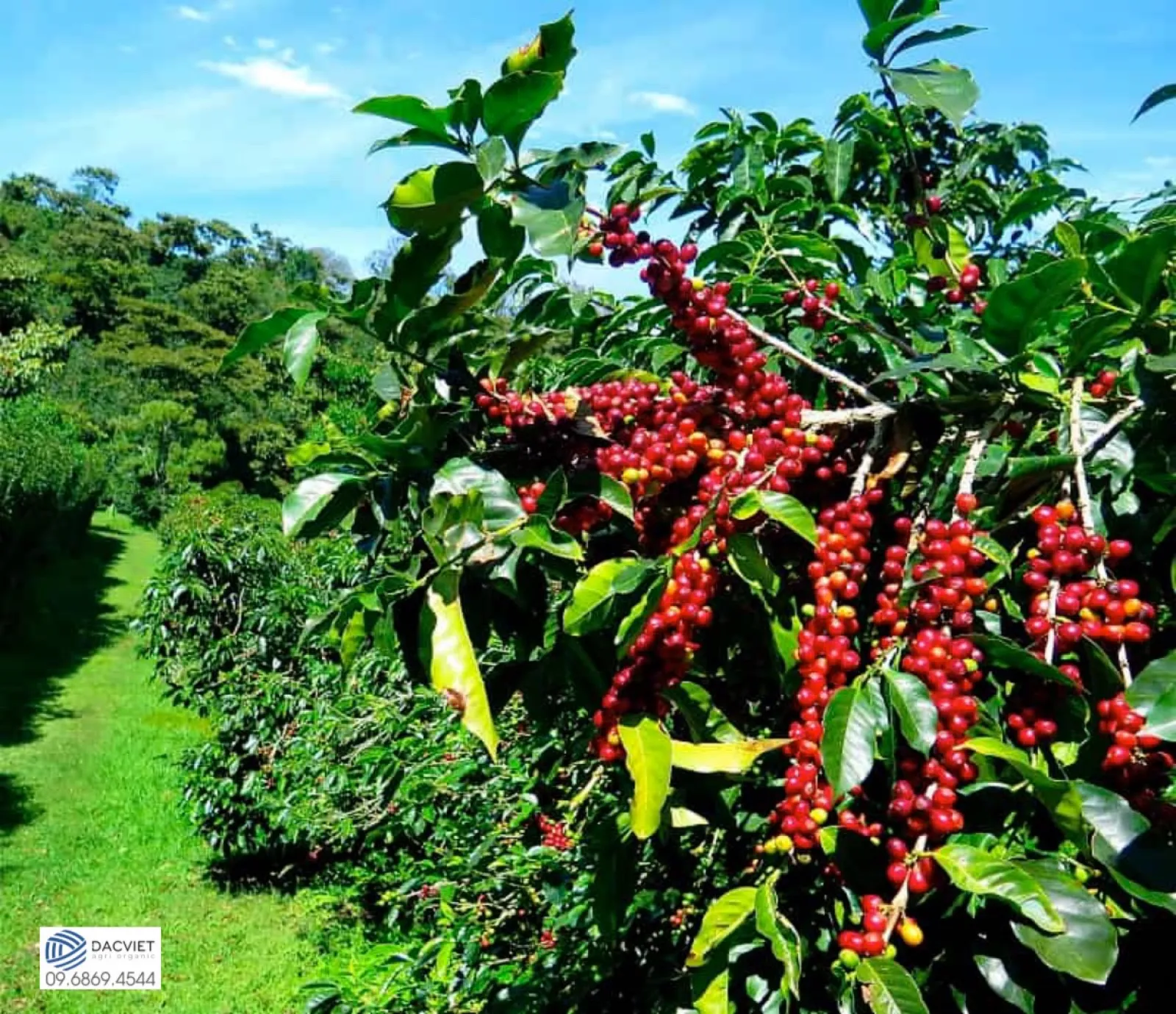 #32 [Phân Gà] Bón Phân Hữu Cơ - Hướng Đi Bền Vững Cho Cây Cà Phê Việt Nam