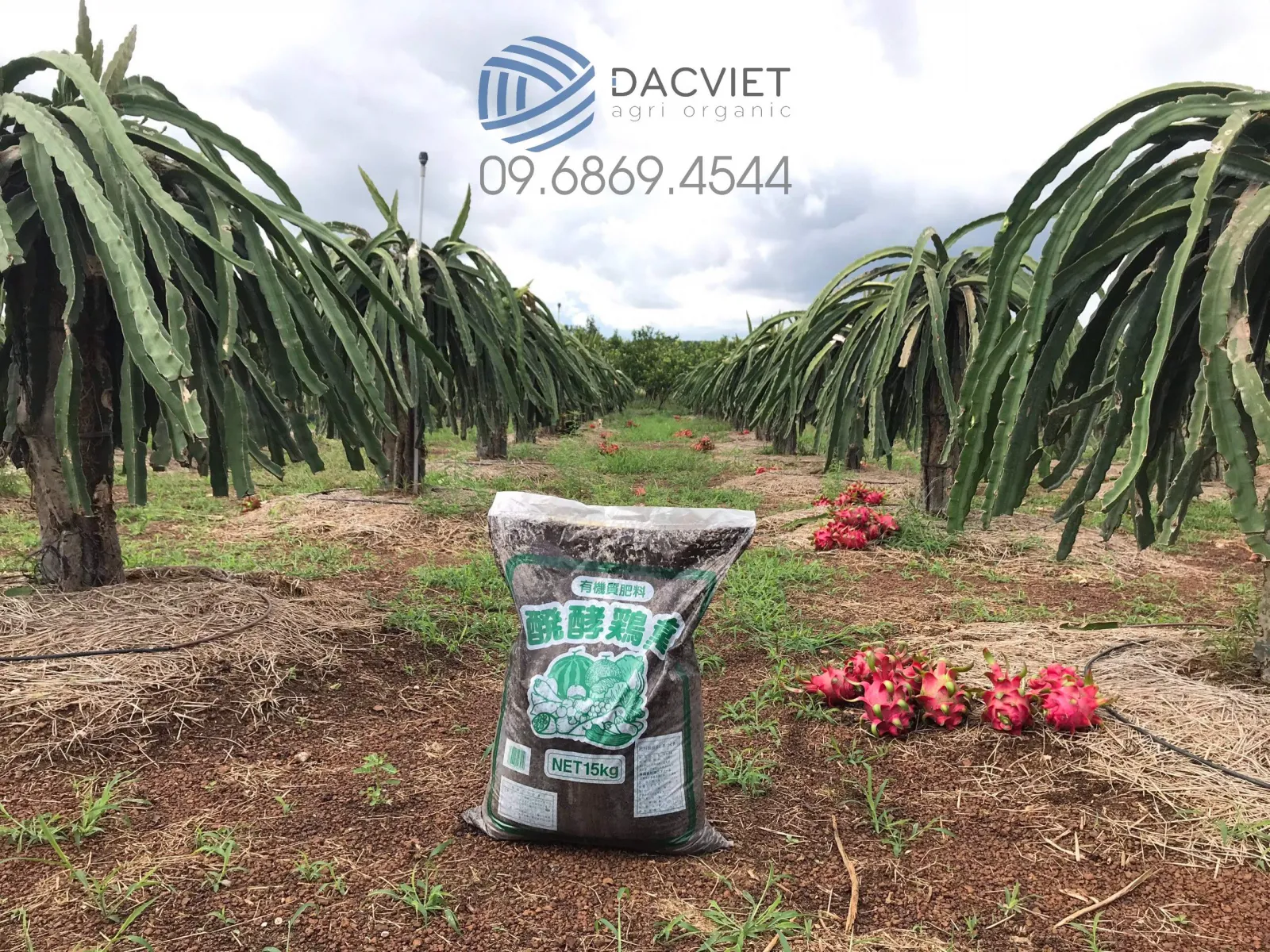 #3 [Thanh Long] Phân Gà Hữu Cơ Cho Cây Thanh Long Có Thật Sự Tốt?