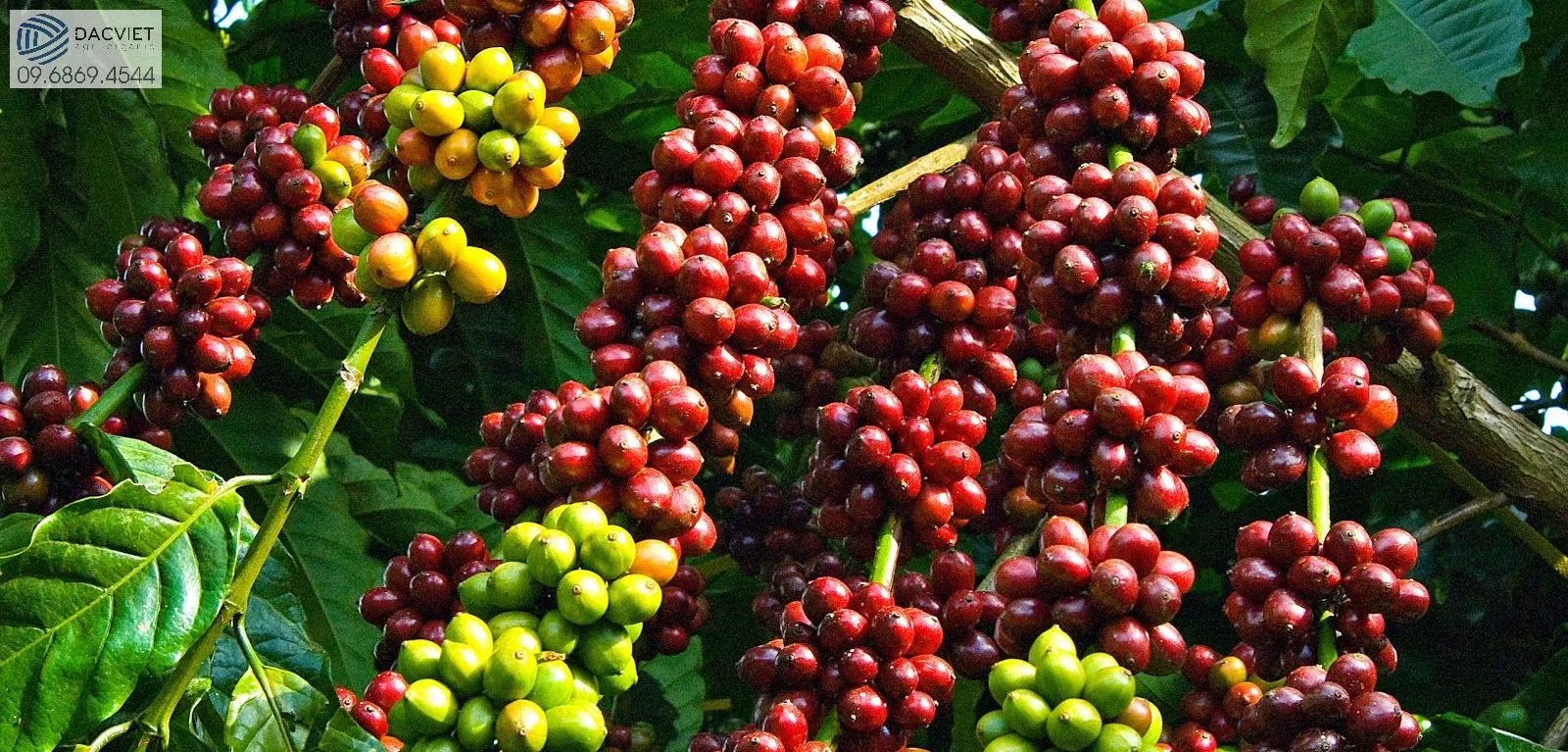 #1 [Cà Phê] Phân Gà Hữu Cơ Nhật Bản Và Những Lợi Ich Khi Sử Dụng Cho Cây Cà Phê