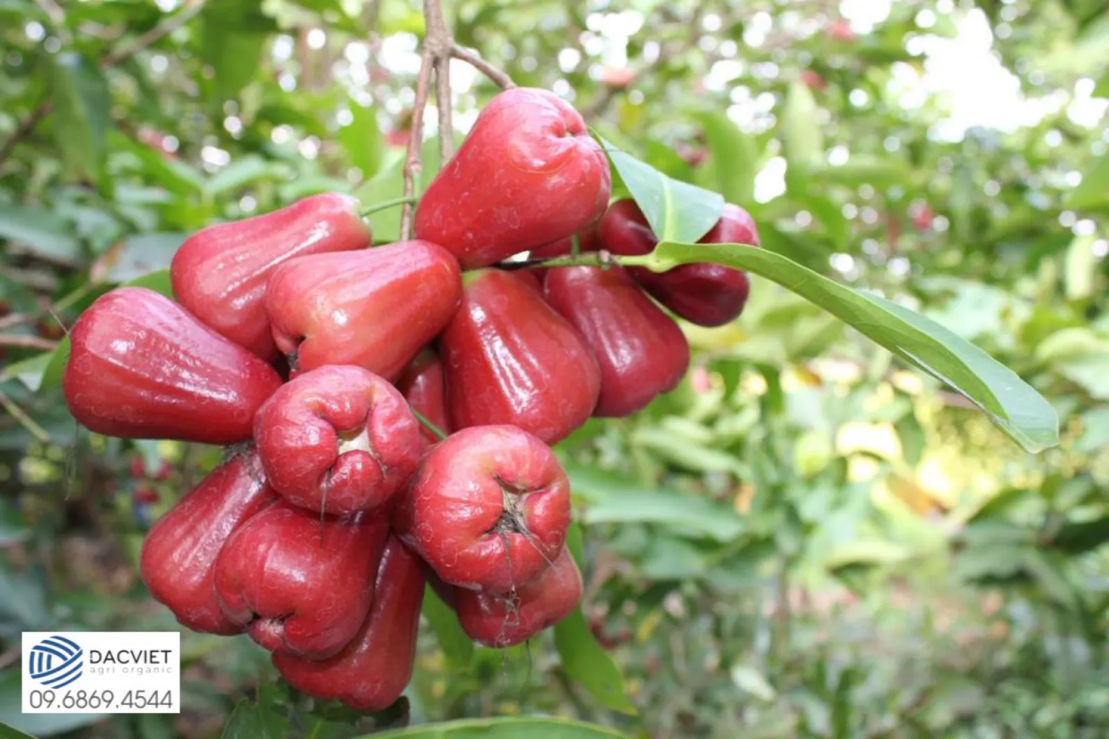 #40 [Phân Gà] Kỹ Thuật Trồng Mận An Phước Đạt Năng Suất Cao, Ít Sâu Bệnh