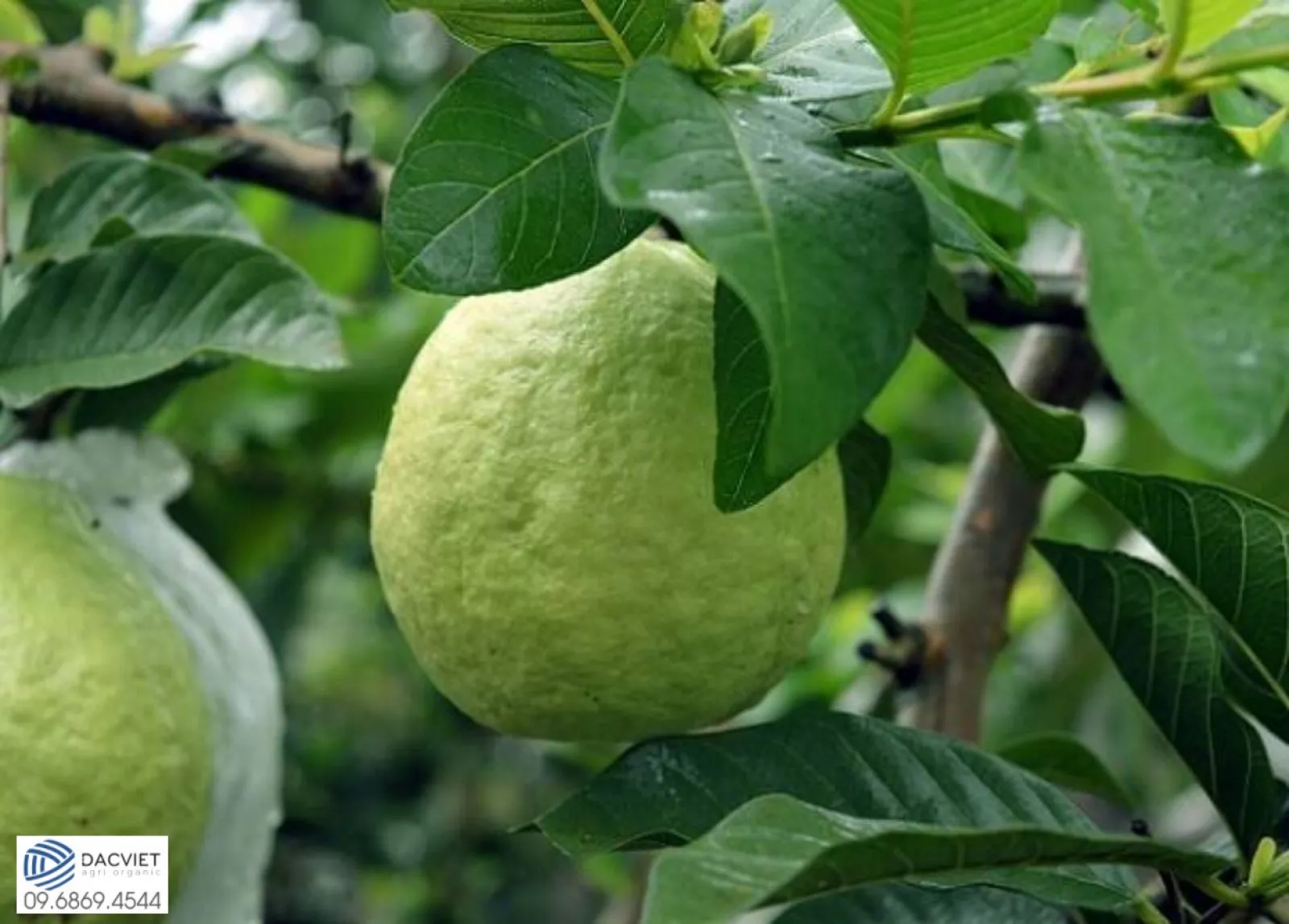 #35 [Phân Gà] Kỹ Thuật Trồng Ổi Đúng Cách – Ít Sâu Bệnh – Nhanh Thu Hoạch