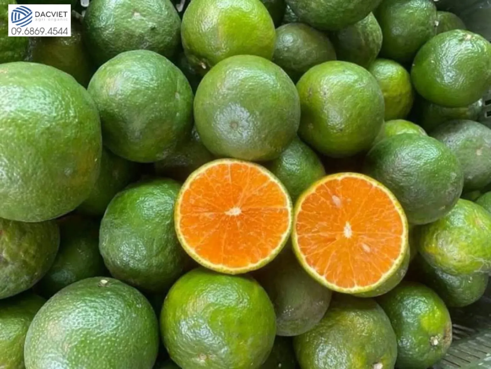 #37 [Phân Gà] Trồng Cam Sành Với Phân Hữu Cơ, Hướng Đi Bền Vững Cho Nhà Vườn