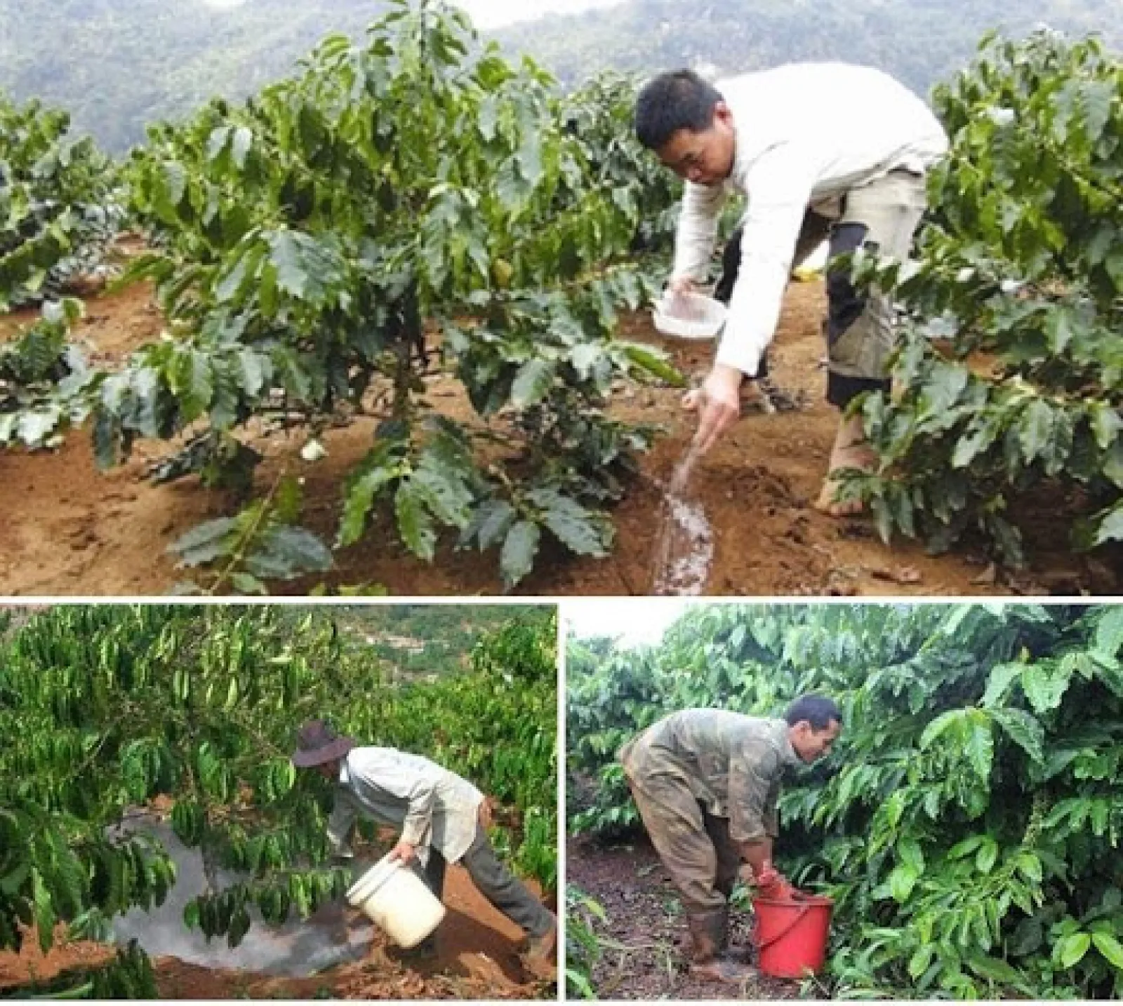 #1 [NNHC] Tăng Năng Suất Cây Trồng Khi Sử Dụng Phân Hữu Cơ Nhật Cao Cấp | phanhuuconhat.com