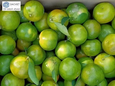 #42 [Phân Gà] Chuyển Canh Tác Từ Cây Trồng Giá Trị Thấp Sang Trồng Quýt...