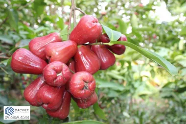 #40 [Phân Gà] Kỹ Thuật Trồng Mận An Phước Đạt Năng Suất Cao, Ít Sâu...