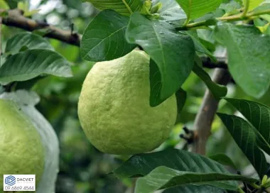 #35 [Phân Gà] Kỹ Thuật Trồng Ổi Đúng Cách – Ít Sâu Bệnh – Nhanh Thu...