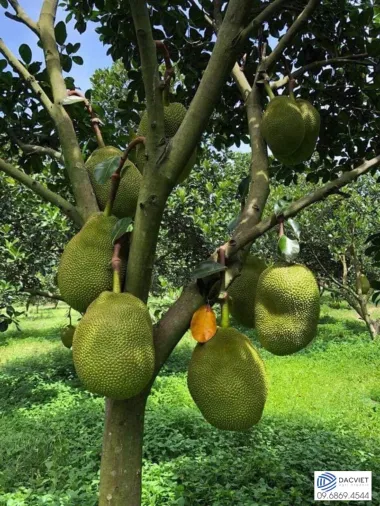 #34 [Phân Gà] Phân Bón Hữu Cơ Nào Chuyên Dụng Cho Cây Mít Đạt Năng...