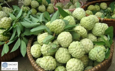 #48 [Phân Gà] Trồng Na Theo Hướng Hữu Cơ- Đạt Chuẩn Xuất Khẩu Có Lãi...