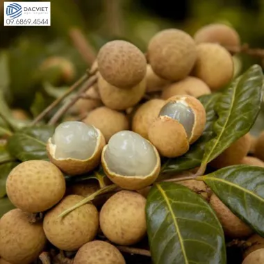 #45 [Phân Gà] Trồng Nhãn Chuẩn VIETGAP - Bà Con Không Còn Loay Hoay Vụ Xuất...