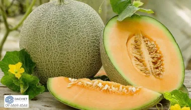 #30 [Vỏ Trứng] Kỹ Thuật Trồng Dưa Lưới Trên Sân Thượng Cho Quả...