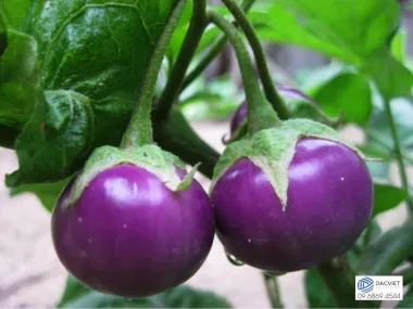 #26 [Vỏ Trứng] Trồng Cà Pháo Trong Chậu Sai Trái, Ít Sâu Bệnh Tại Nhà